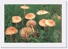 Marasmius oreades